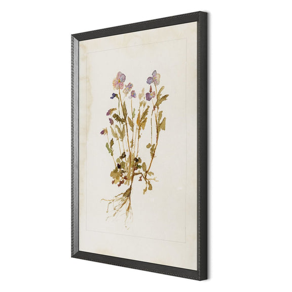 Viola No. 2 by Laurel-Dawn Latshaw - Brimfield Black