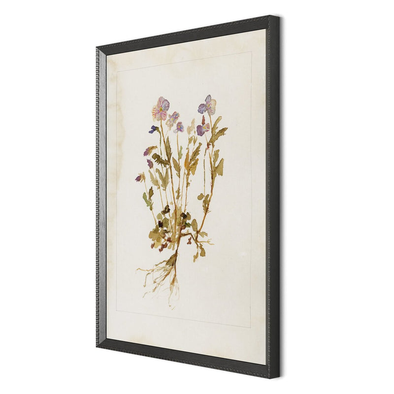 Viola No. 2 by Laurel-Dawn Latshaw - Brimfield Black