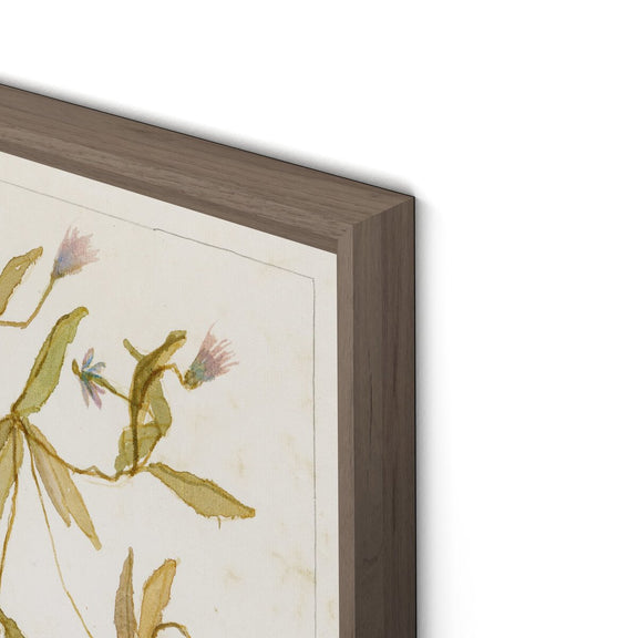 Ranunculs Abortivus No. 1 by Laurel-Dawn Latshaw - Rustic Walnut