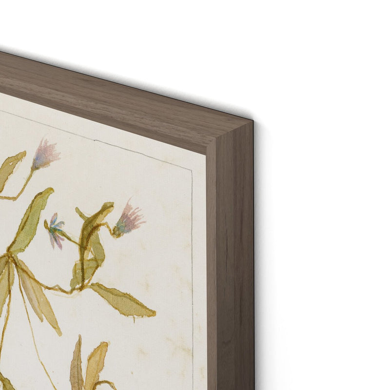 Ranunculs Abortivus No. 1 by Laurel-Dawn Latshaw - Rustic Walnut