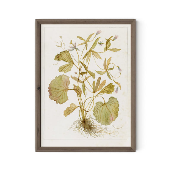 Ranunculs Abortivus No. 1 by Laurel-Dawn Latshaw - Rustic Walnut