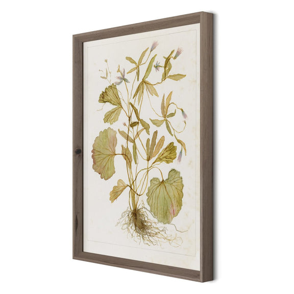 Ranunculs Abortivus No. 1 by Laurel-Dawn Latshaw - Rustic Walnut