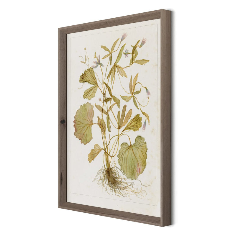Ranunculs Abortivus No. 1 by Laurel-Dawn Latshaw - Rustic Walnut