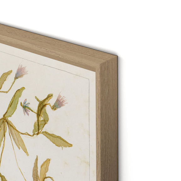 Ranunculs Abortivus No. 1 by Laurel-Dawn Latshaw - White Oak