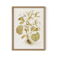 Ranunculs Abortivus No. 1 by Laurel-Dawn Latshaw - White Oak