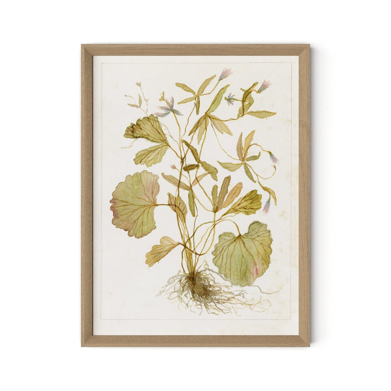Ranunculs Abortivus No. 1 by Laurel-Dawn Latshaw - White Oak