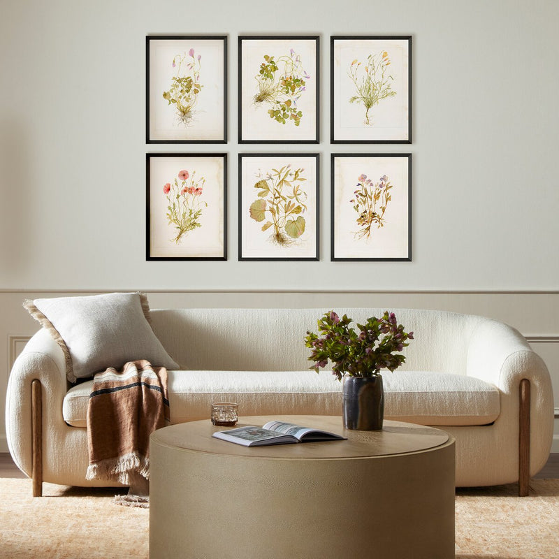 Herbarium Set by Laurel-Dawn Latshaw - Brimfield Black