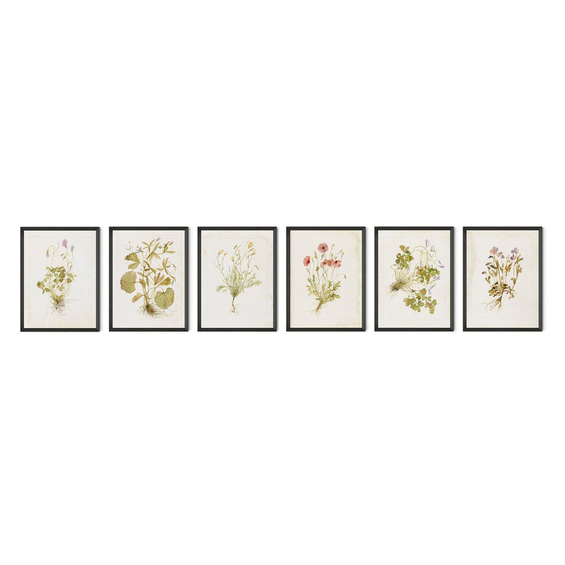 Herbarium Set by Laurel-Dawn Latshaw - Brimfield Black