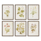 Herbarium Set by Laurel-Dawn Latshaw - Rustic Walnut
