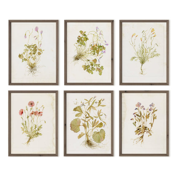 Herbarium Set by Laurel-Dawn Latshaw - Rustic Walnut