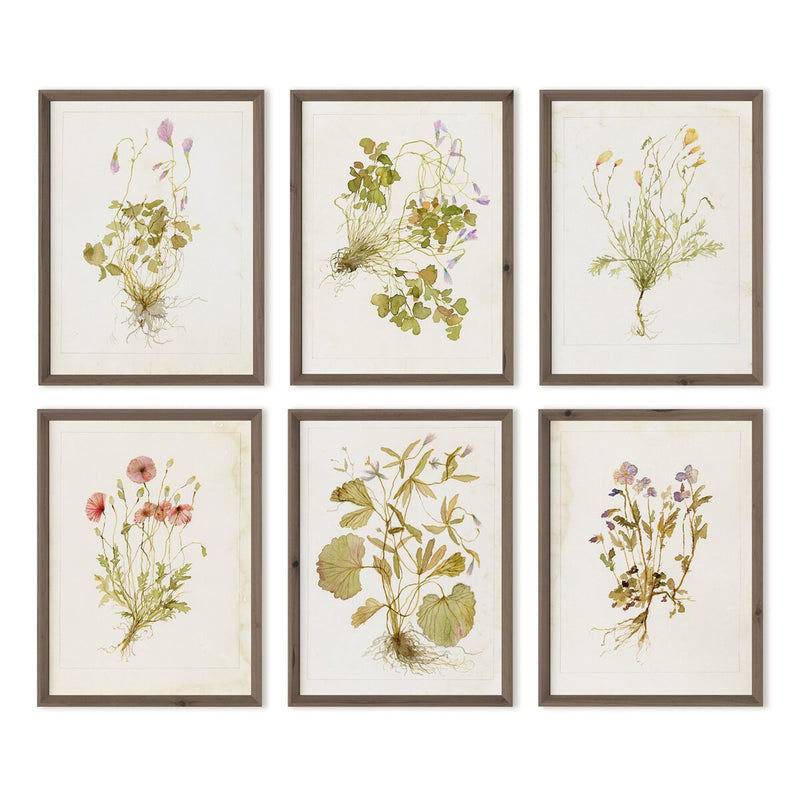 Herbarium Set by Laurel-Dawn Latshaw - Rustic Walnut
