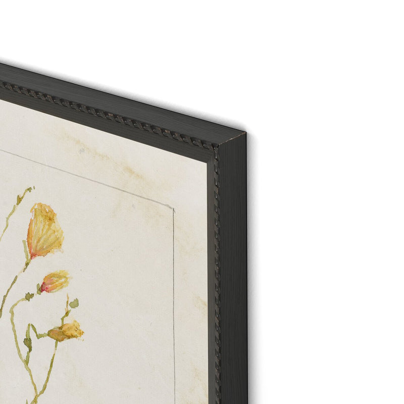 Herbarium Set by Laurel-Dawn Latshaw - Brimfield Black