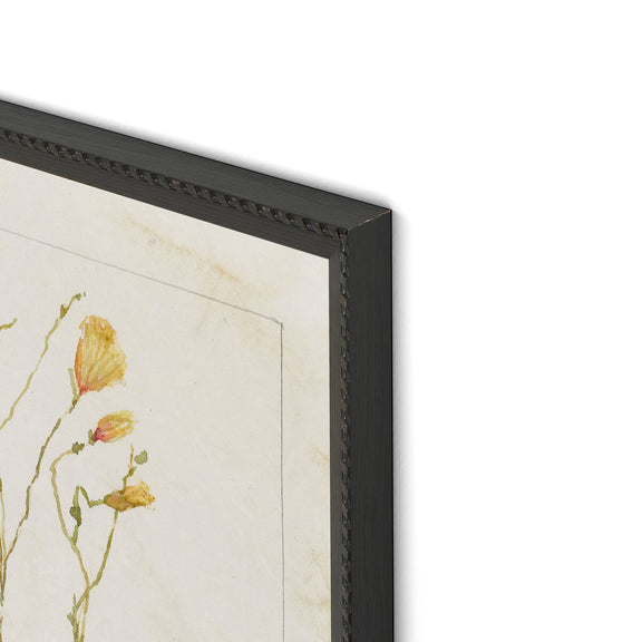 Herbarium Set by Laurel-Dawn Latshaw - Brimfield Black