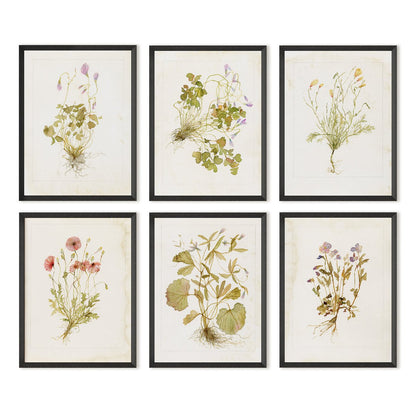 Herbarium Set by Laurel-Dawn Latshaw - Brimfield Black