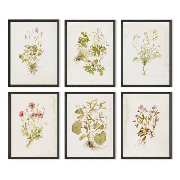 Herbarium Set by Laurel-Dawn Latshaw - Brimfield Black