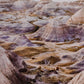 Lavender Haze by Wesley and Emma Teague - White Oak