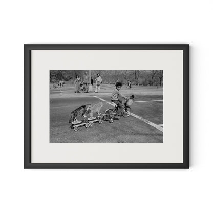 Taking The Cats For A Ride by Barbara Alper - Black Maple