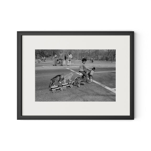 Taking The Cats For A Ride by Barbara Alper - Black Maple