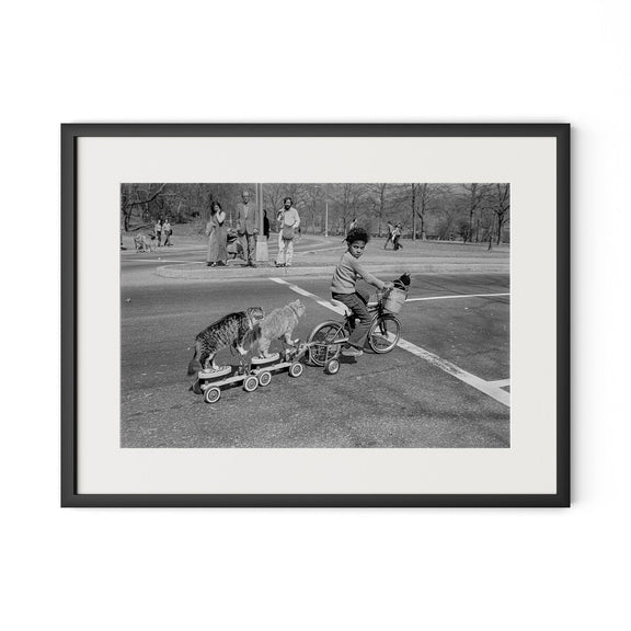 Taking The Cats For A Ride by Barbara Alper - Black Maple