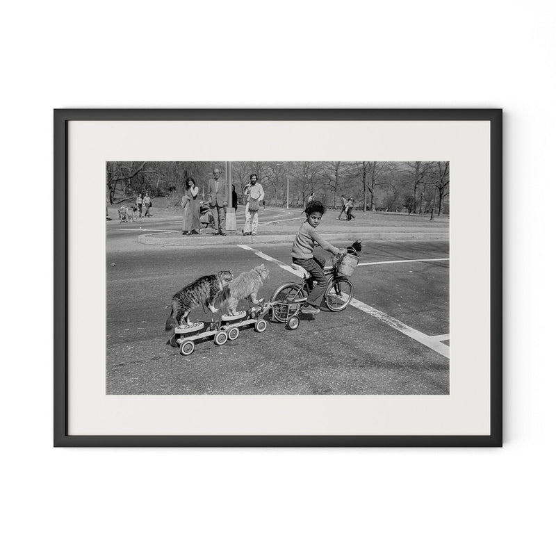 Taking The Cats For A Ride by Barbara Alper - Black Maple