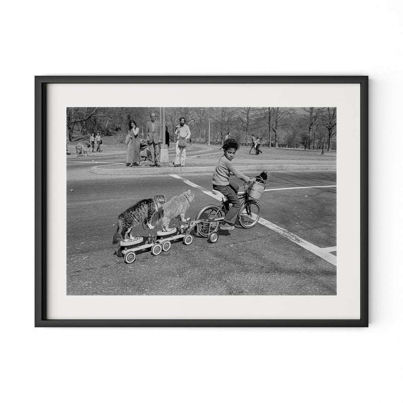 Taking The Cats For A Ride by Barbara Alper - Black Maple