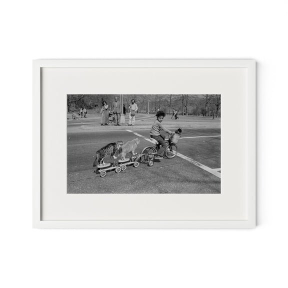 Taking The Cats For A Ride by Barbara Alper - White Maple