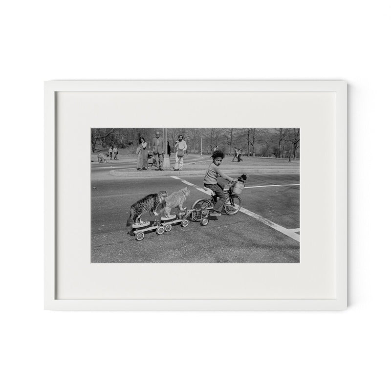 Taking The Cats For A Ride by Barbara Alper - White Maple