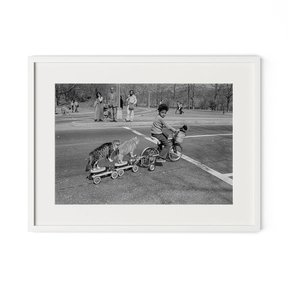 Taking The Cats For A Ride by Barbara Alper - White Maple