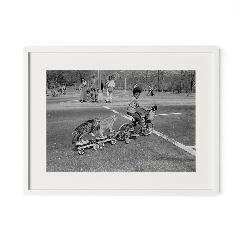 Taking The Cats For A Ride by Barbara Alper - White Maple