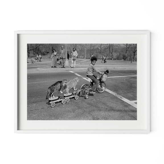 Taking The Cats For A Ride by Barbara Alper - White Maple