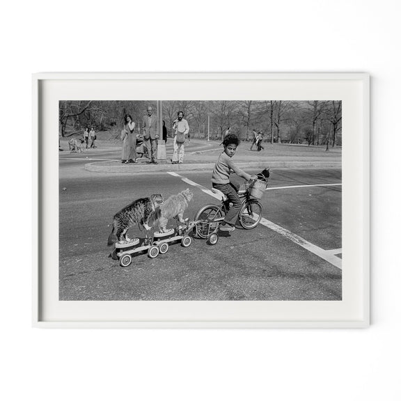 Taking The Cats For A Ride by Barbara Alper - White Maple