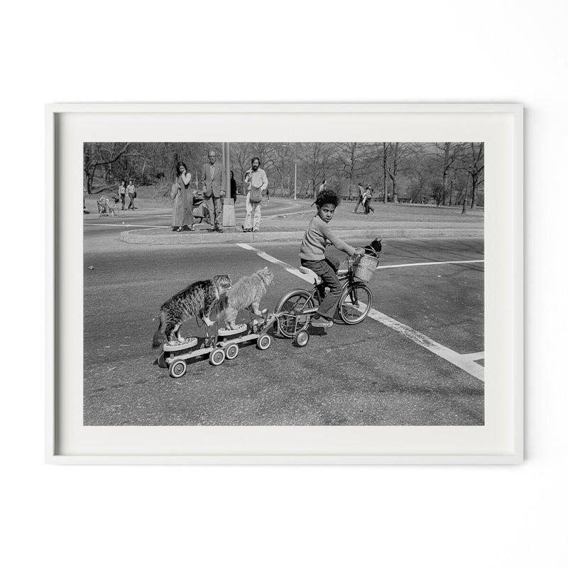 Taking The Cats For A Ride by Barbara Alper - White Maple