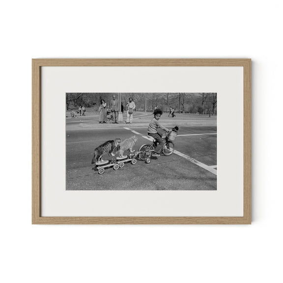 Taking The Cats For A Ride by Barbara Alper - White Oak