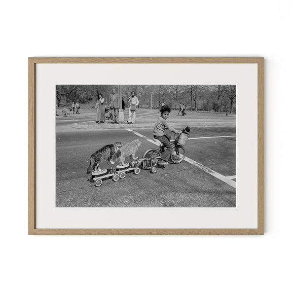 Taking The Cats For A Ride by Barbara Alper - White Oak