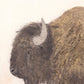Bison by Paul Meyer - 24"X24"