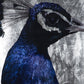 The Peacock