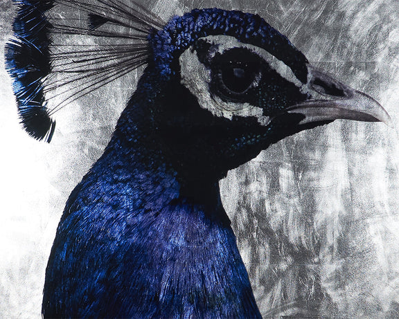 The Peacock