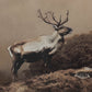 Into The Wild II