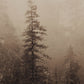 Mistwood I