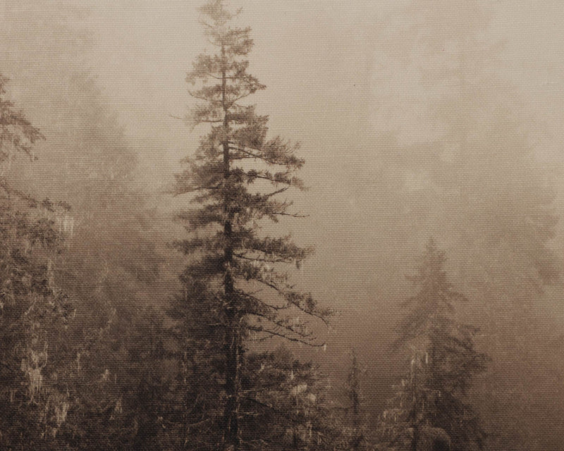 Mistwood I