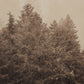 Mistwood II