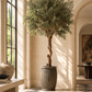 Olive Tree in Fiber Cement Planter