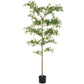 Shady Lady Tree