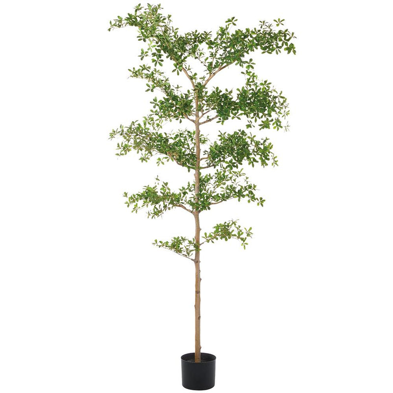 Shady Lady Tree