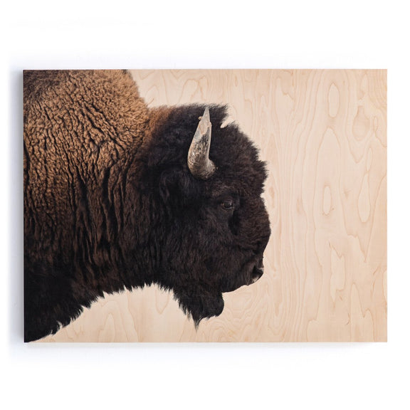 American Bison by Getty Images - Maple Box