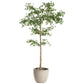 Shady Lady Tree in Cement Planter