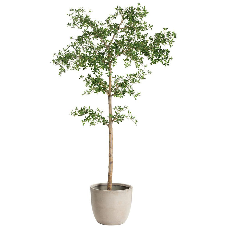 Shady Lady Tree in Cement Planter