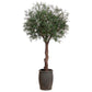 Olive Tree in Fiber Cement Planter