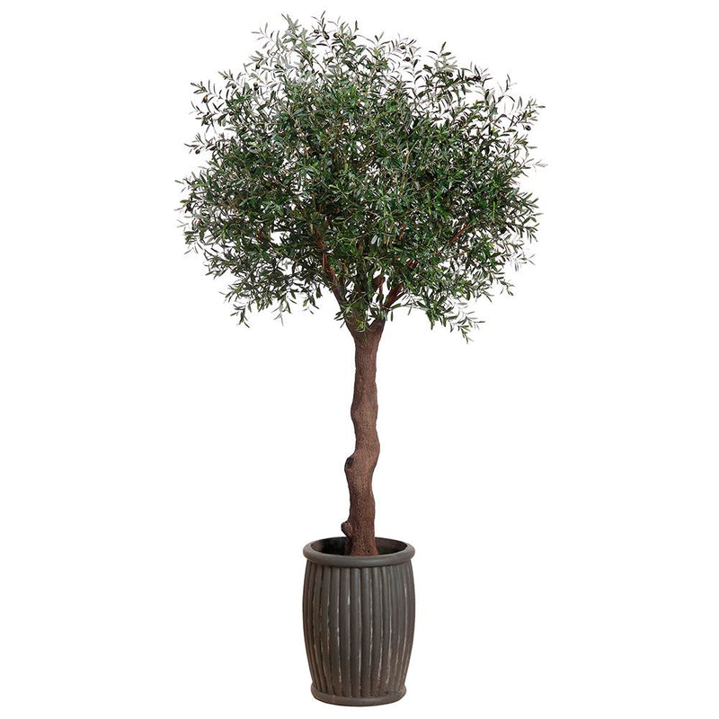 Olive Tree in Fiber Cement Planter